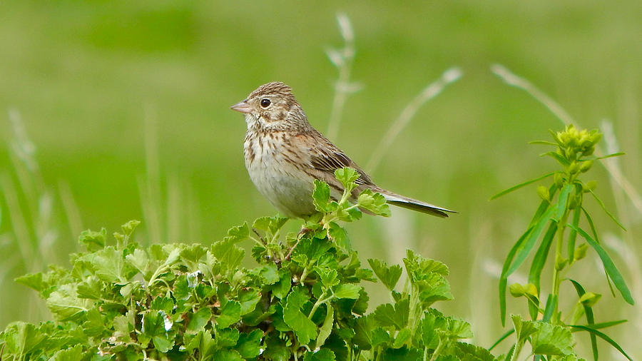 Sparrow 2 Photograph by Dan Miller