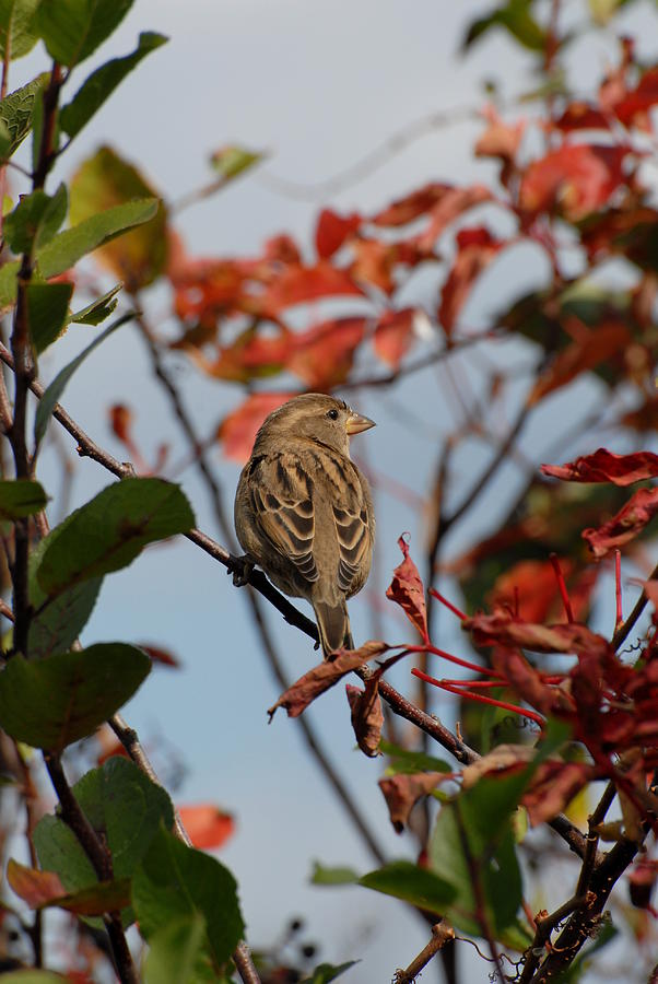 Sparrow Photograph - Sparrow 96 by Joyce StJames