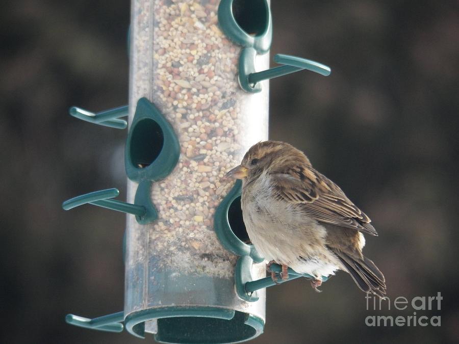 Sparrow and Seed Photograph by Corinne Elizabeth Cowherd