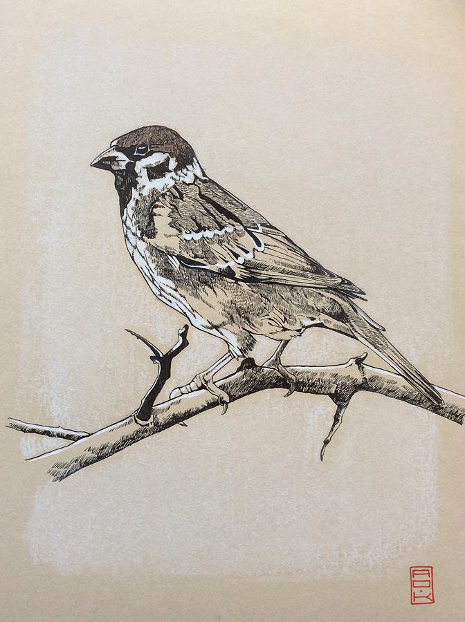 Sparrow Drawing by Andre OKelly Fine Art America