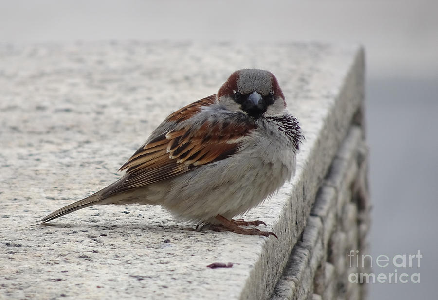 Sparrow Photograph by Angela DeFrias