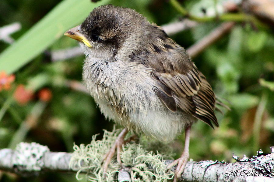 Sparrow Baby Photograph