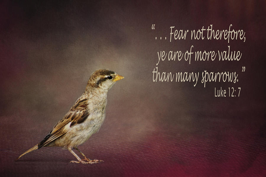 Sparrow - Bible Verse Photograph by Nikolyn McDonald