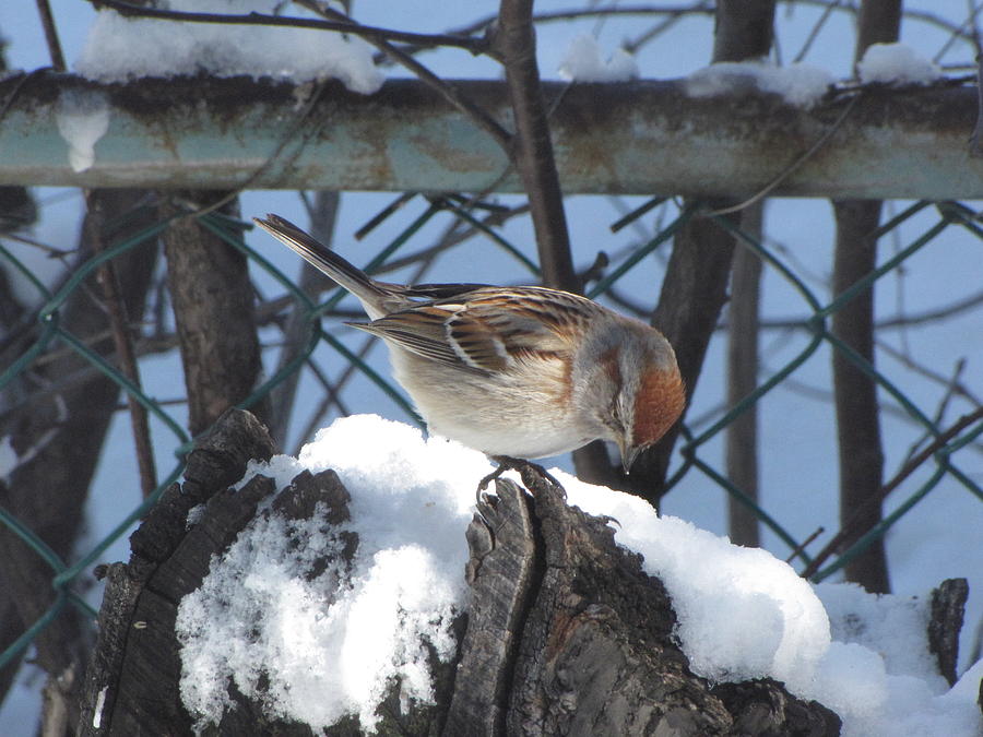 Sparrow Photograph by Cheryl Charette
