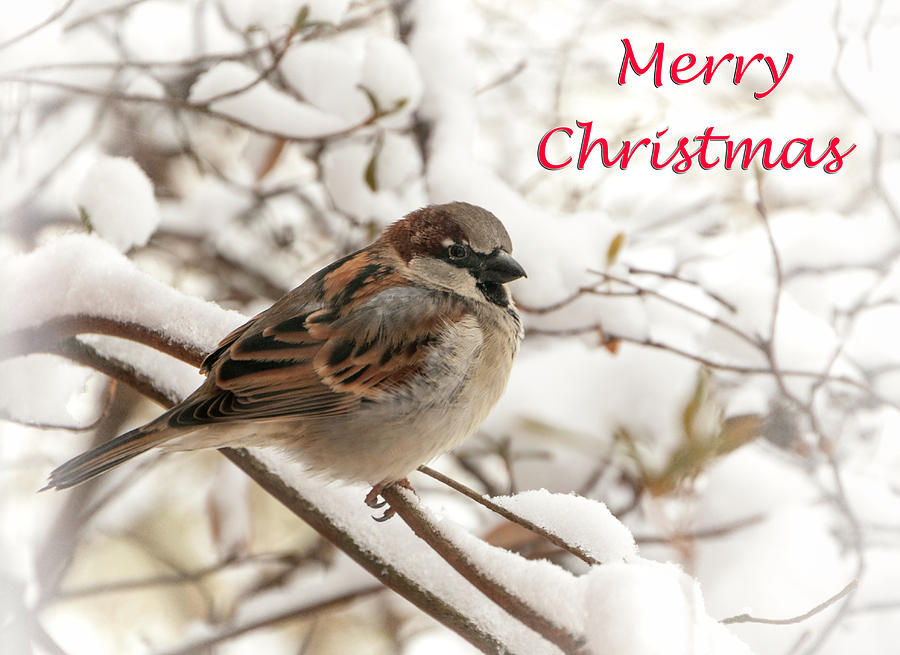 Sparrow Photograph - Sparrow Christmas Card by Phyllis Taylor