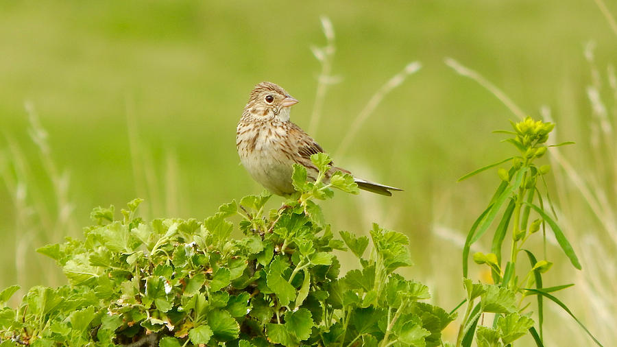 Sparrow Photograph by Dan Miller