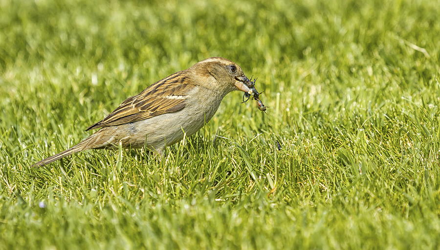 Sparrow eating an insect Photograph by Elenarts - Elena Duvernay photo