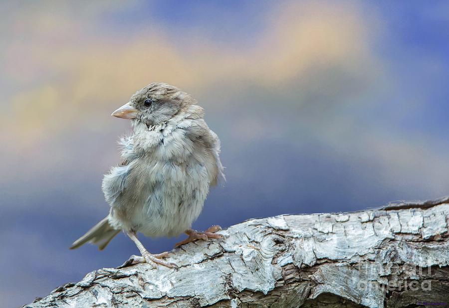 Sparrow Photograph - Sparrow by Eva Lechner