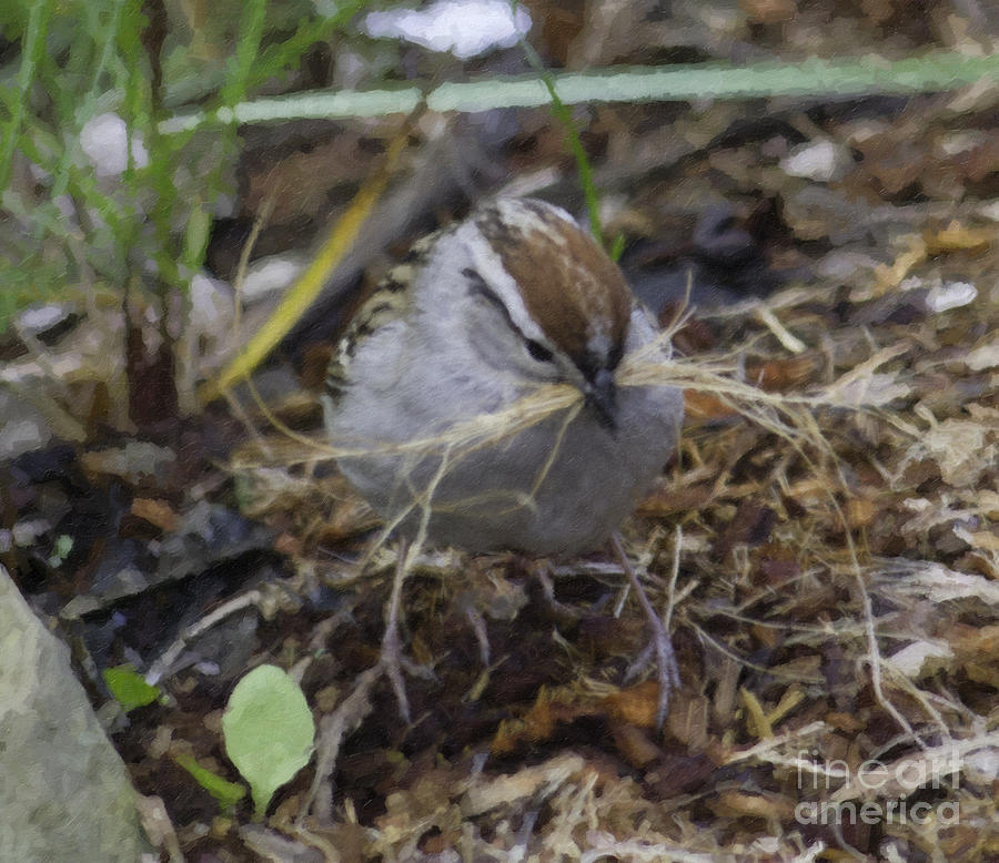 Sparrow Gathering Nesting Material Painting Photograph by Donna L Munro