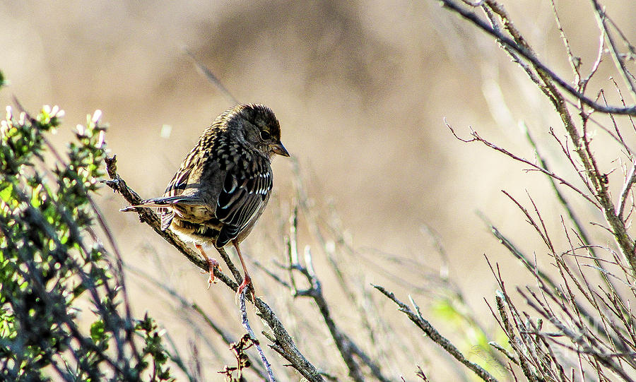 Snarky Sparrow Photograph by Adam Morsa