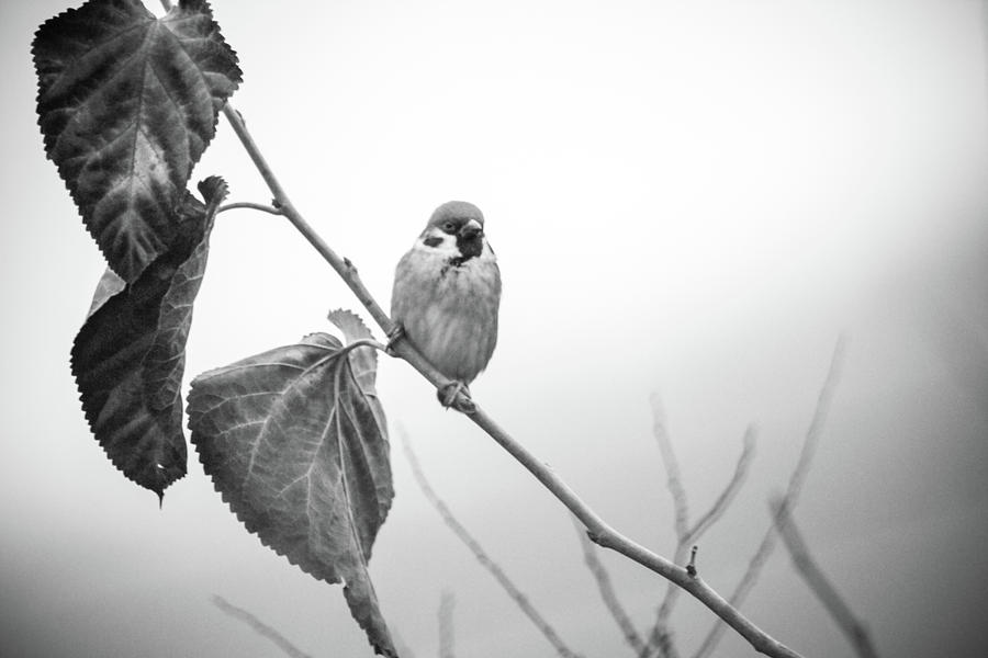 Sparrow Photograph by Hyuntae Kim
