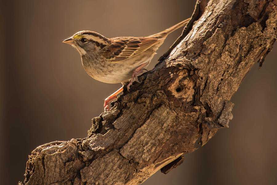 Sparrow img 1 Photograph by Bruce Pritchett
