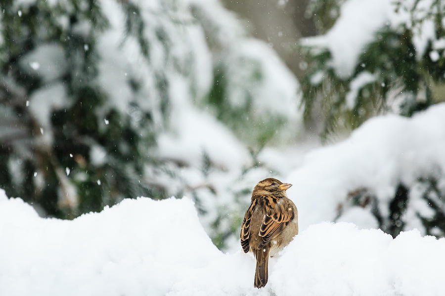 Sparrow in First Snow Photograph by Joni Eskridge