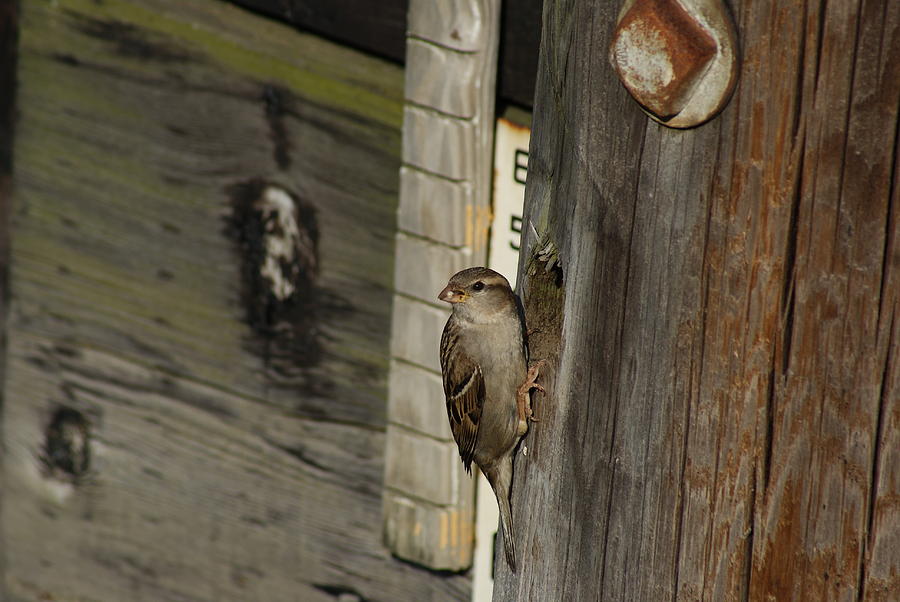 Sparrow in Pier Townhouse Photograph by Margie Avellino