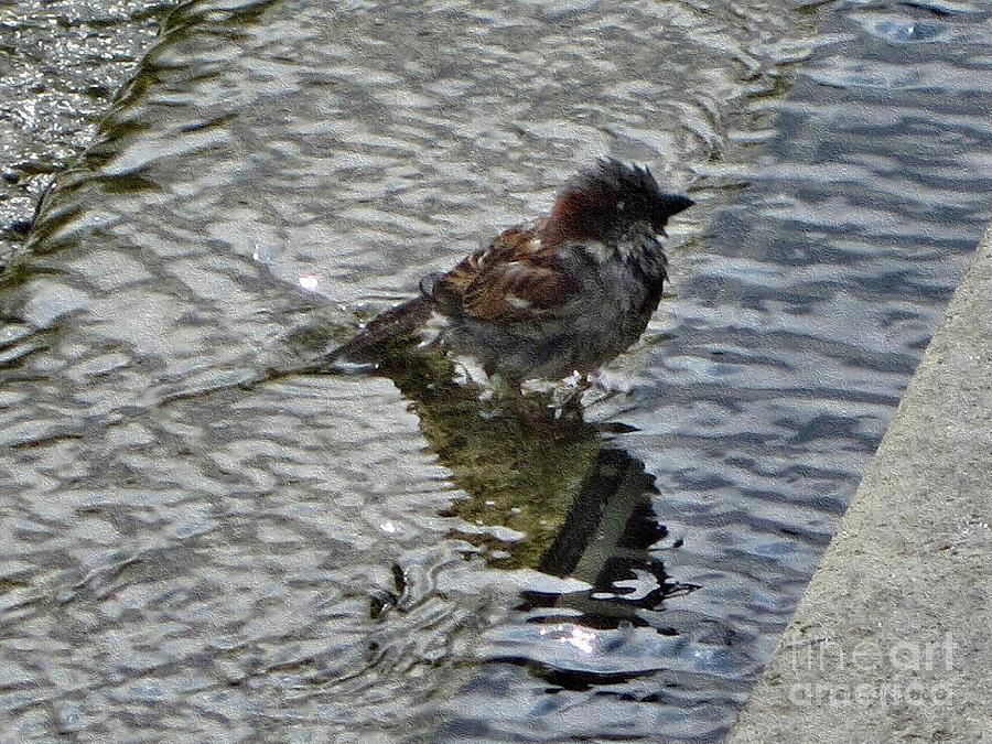 Sparrow in Puddle Photograph by Kathie Chicoine