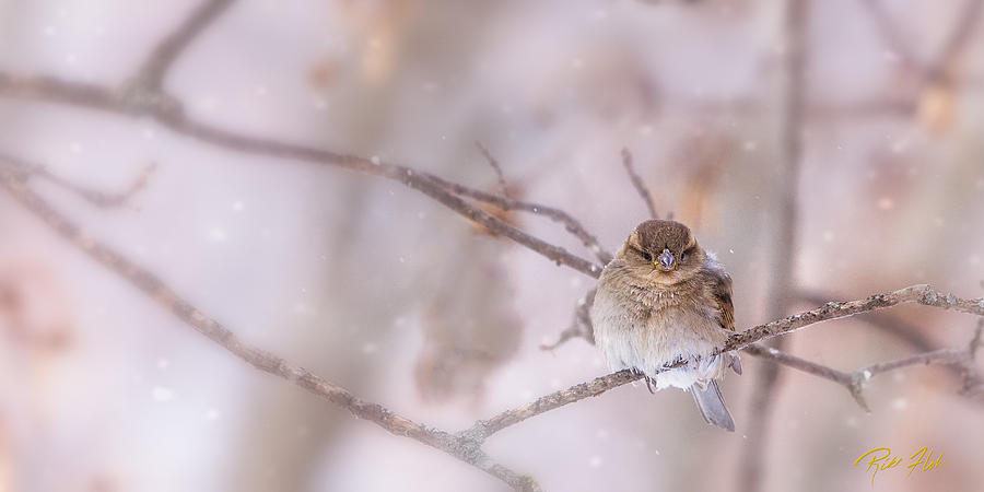 Sparrow In The Cold Photograph
