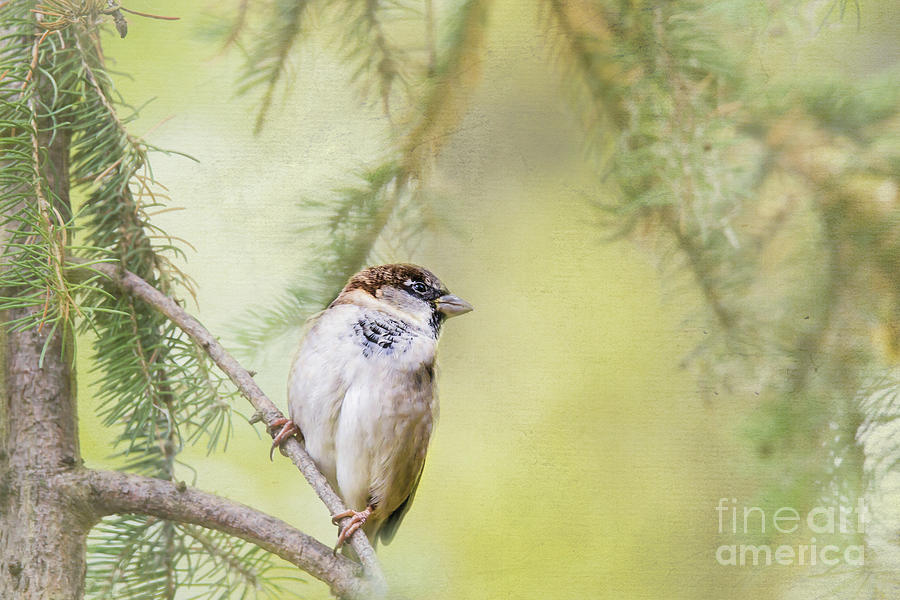Sparrow in the Pines Photograph by Nikki Vig
