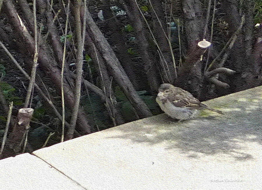 Sparrow in the Shade Photograph by Kathie Chicoine