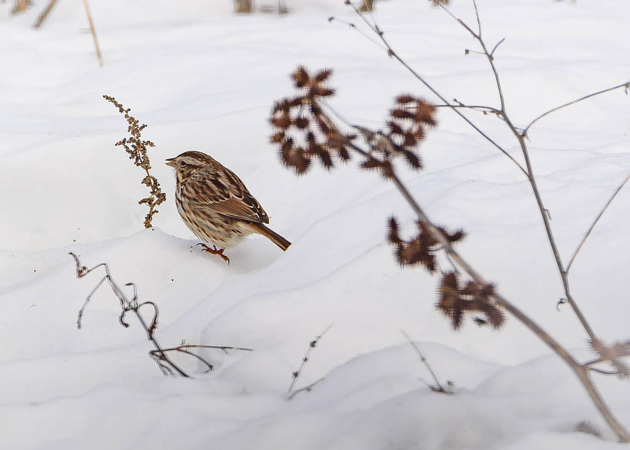 Sparrow in the Winter snow Photograph by Holden The Moment