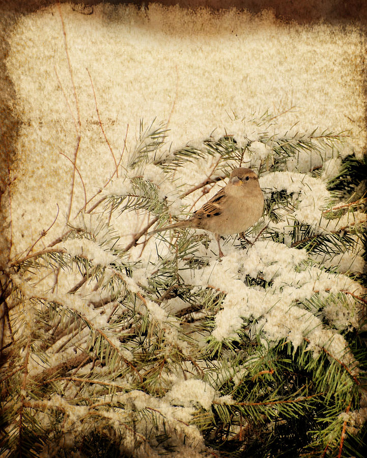 Sparrow In Winter I - Textured Photograph by Angie Tirado