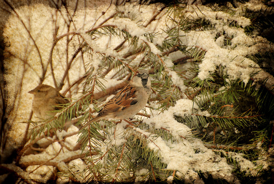 Sparrow In Winter IV - Textured Photograph by Angie Tirado