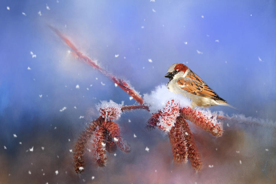 Sparrow In Winter Photograph by Theresa Tahara