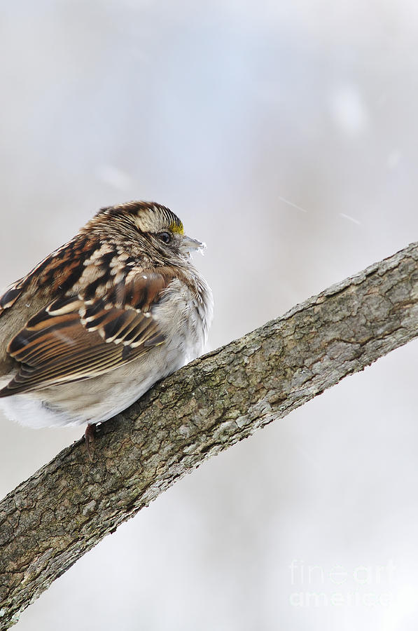 Sparrow Photograph - Sparrow in Winter by Thomas R Fletcher