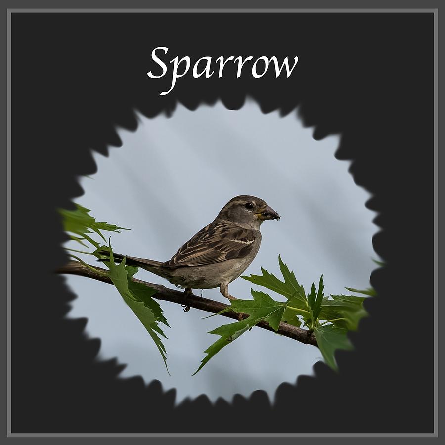 Sparrow   Photograph by Holden The Moment