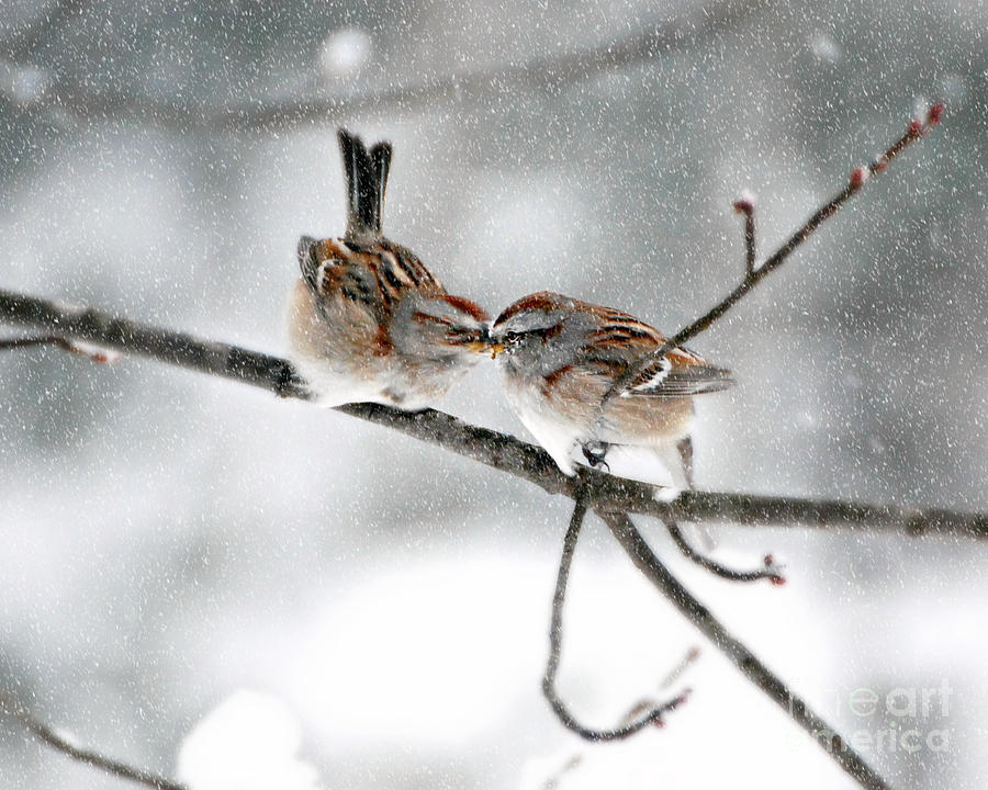 Sparrow Kiss Photograph by Lila Fisher-Wenzel