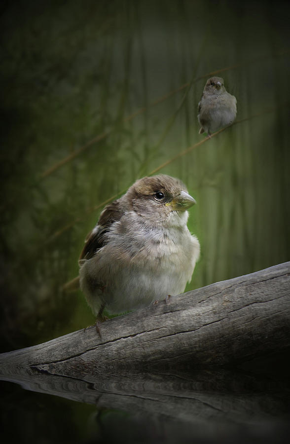 Sparrow Photograph by Kym Clarke