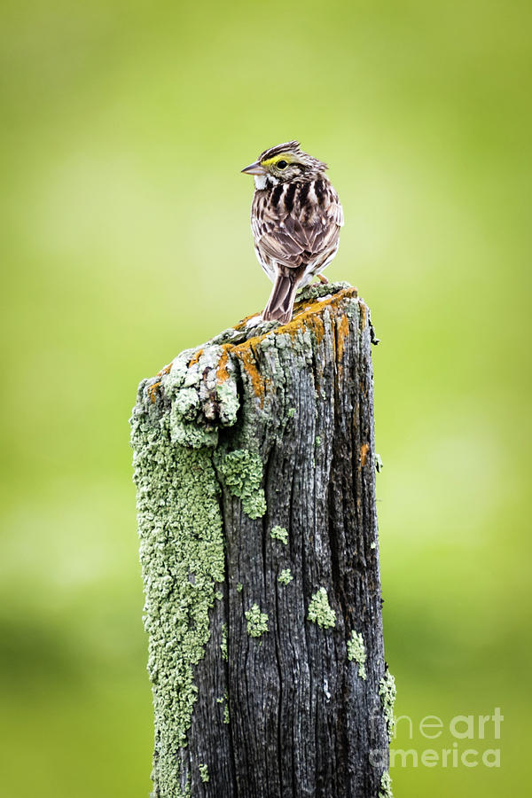 Savannah Sparrow Photograph by Lori Dobbs