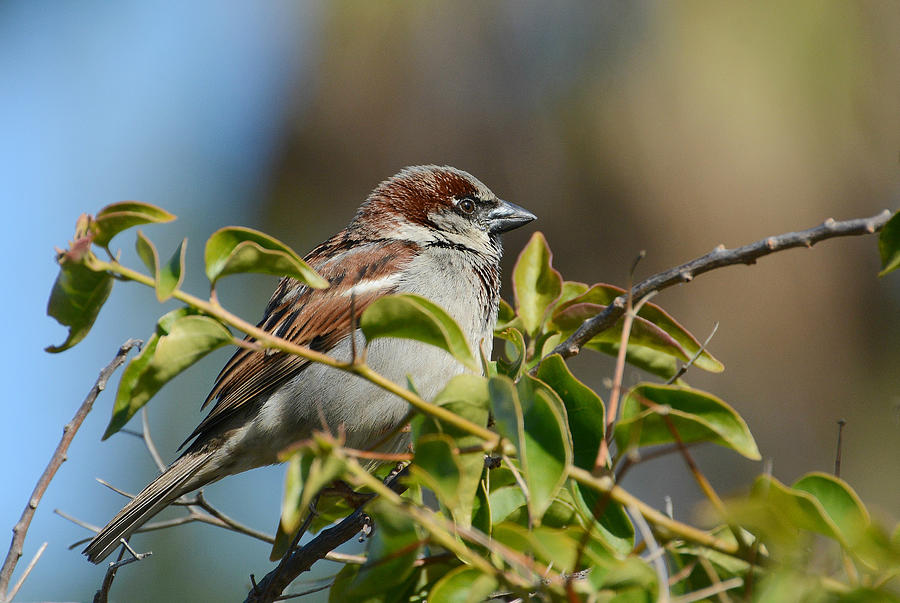 Sparrow Morning 2 Photograph by Fraida Gutovich