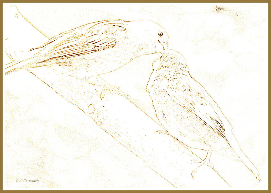 Sparrow Mother Feeds Juvenile Drawing by A Macarthur Gurmankin
