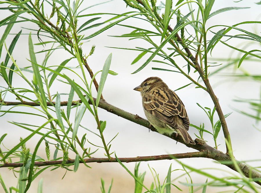 Sparrow on a branch Photograph by Elenarts - Elena Duvernay photo