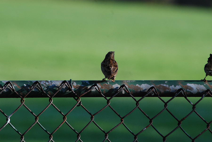 Sparrow On A Fence Photograph by Ee Photography