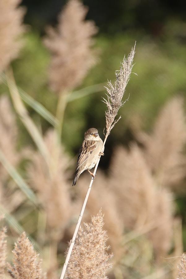 Long Island Photograph - Sparrow On A Reed by Karen Silvestri Long Island Photograph - Sparrow On A Reed by Karen Silvestri