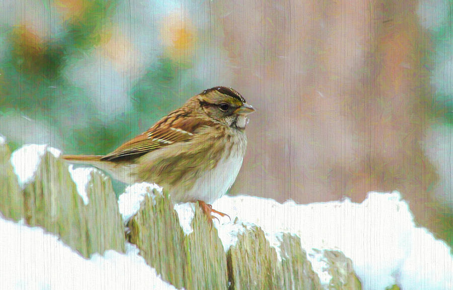 Sparrow on a Snowy Day  Photograph by Ola Allen