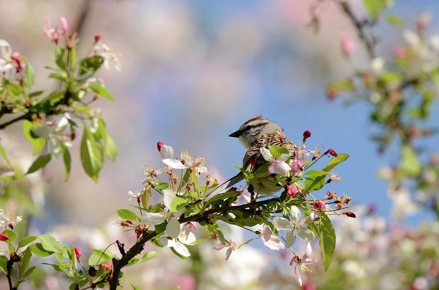 Sparrow on Blossoms Photograph by Ann Bridges