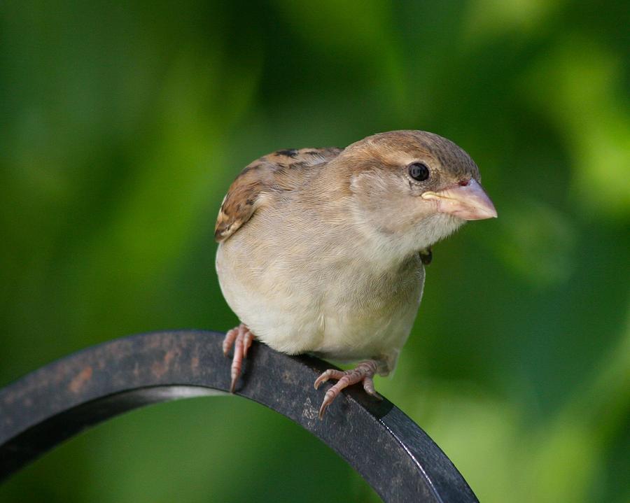 Sparrow on Our Bird Feeder Photograph by Polly Castor