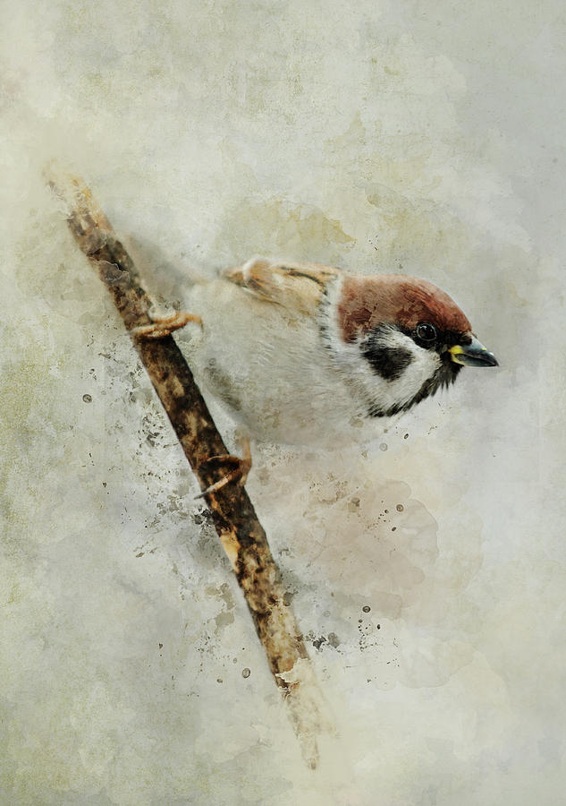 Sparrow on the branch Photograph by Jaroslaw Blaminsky