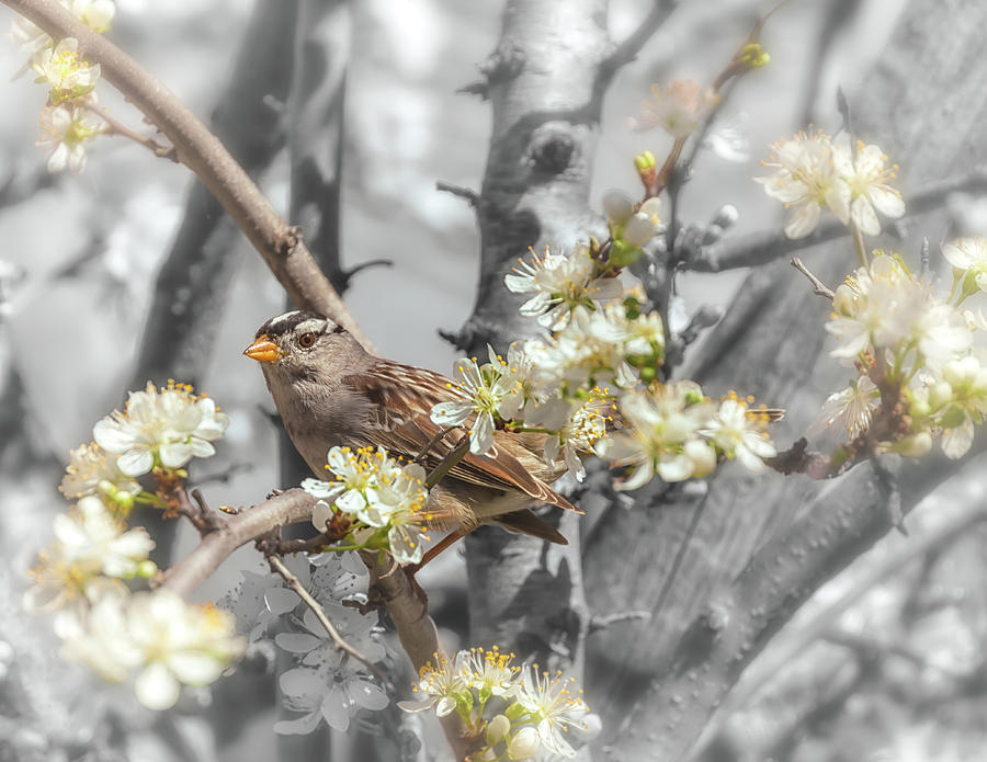 Sparrow On The Branch Photograph by Jonathan Nguyen