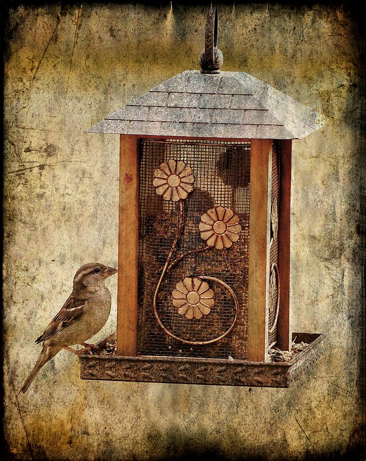Sparrow On The Feeder Photograph by Angie Tirado