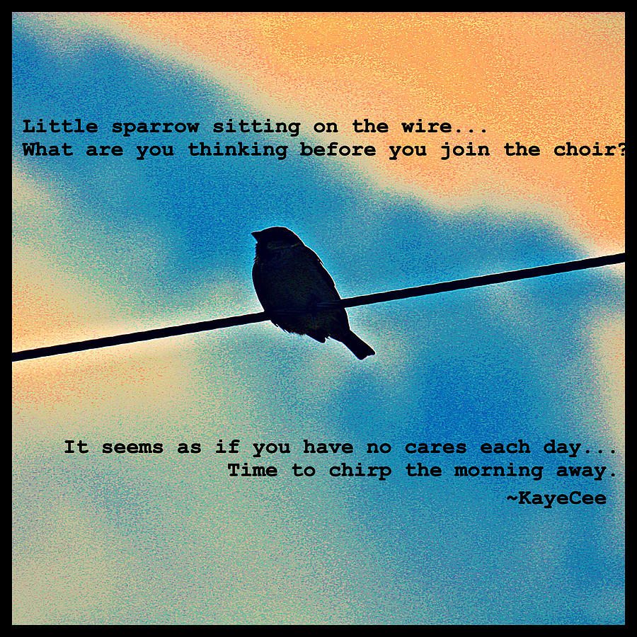 Bird Photograph - Sparrow On The Wire- Fine Art And Poetry by KayeCee Spain