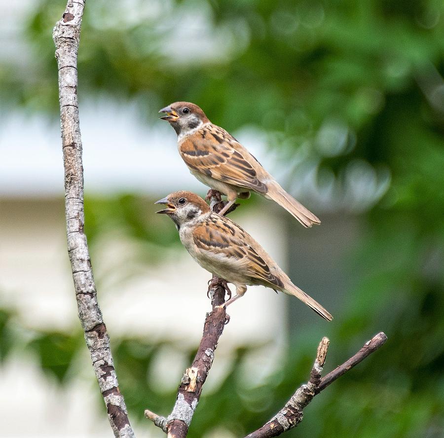 Sparrow Pair by Chris White Photograph by C H Apperson