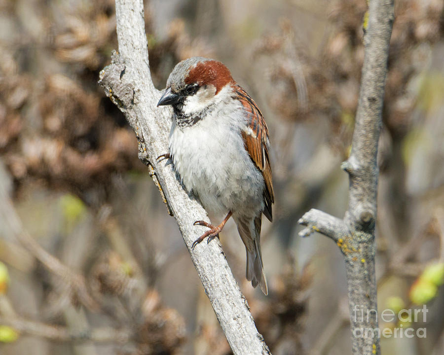 Sparrow Perch Photograph by Michael Dawson