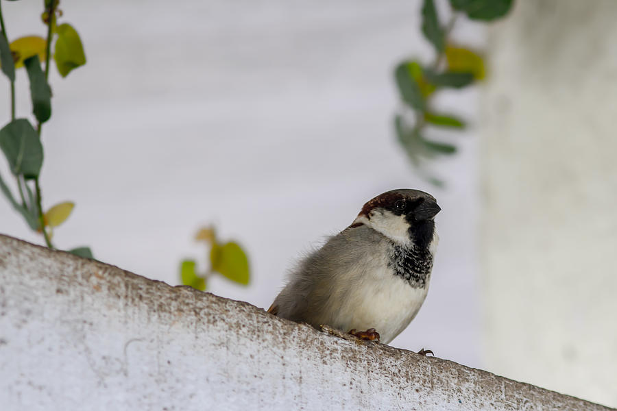 Sparrow Photograph by Ramabhadran Thirupattur