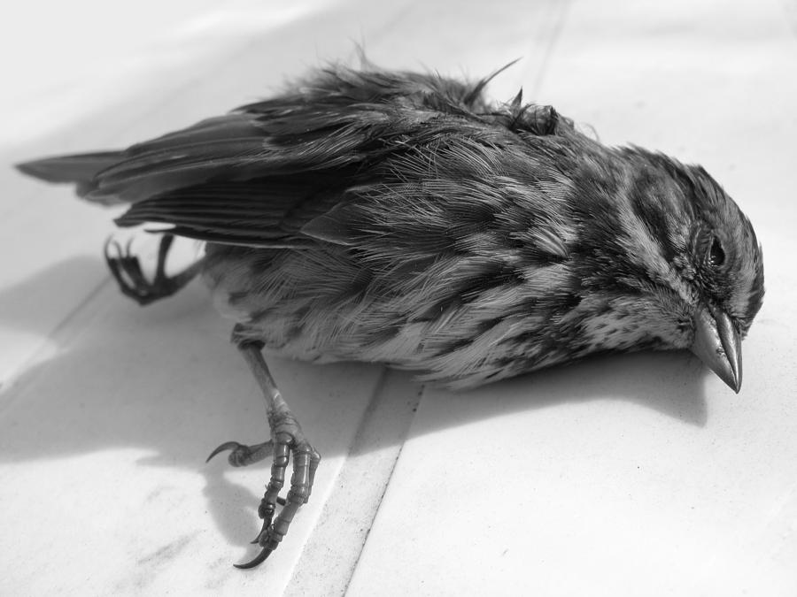 Sparrow Photograph by Robert Bissett