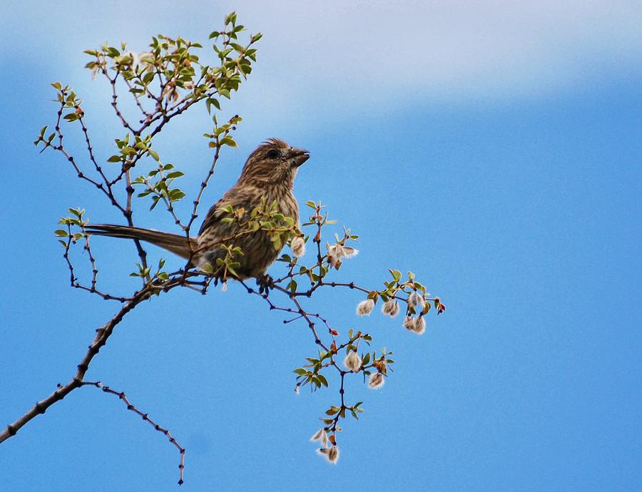 Sparrow Serenade Photograph by Sonja Jones