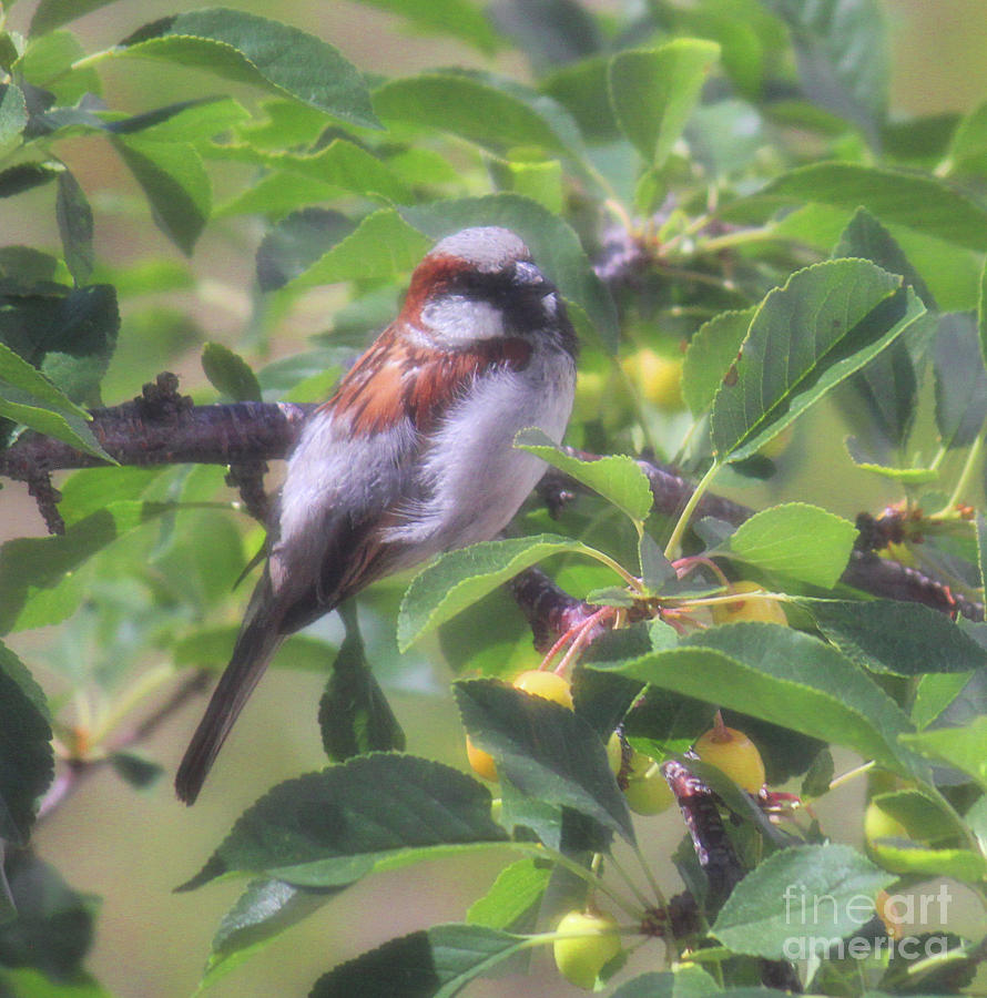 Sparrow Singer Bird Photograph by Donna L Munro