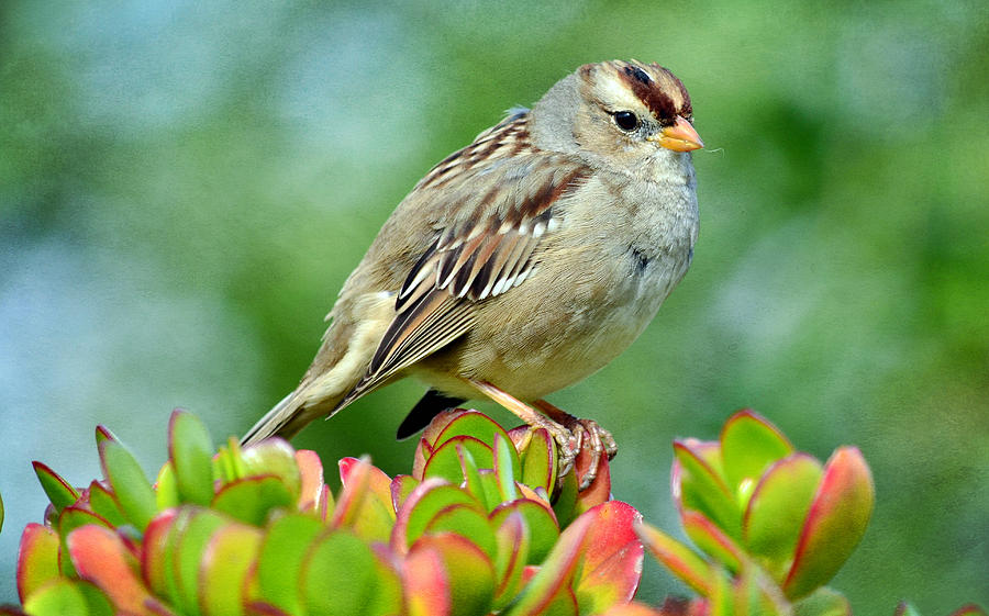 Sparrow Song 9 Photograph by Fraida Gutovich